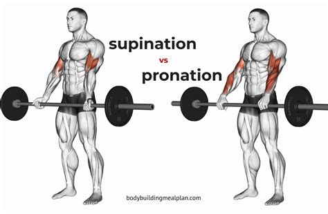 Supination vs Pronation Hand | Bicep curls, Pronation, Bicep muscle