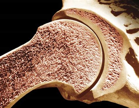 bone marrow | anatomy | Britannica.com