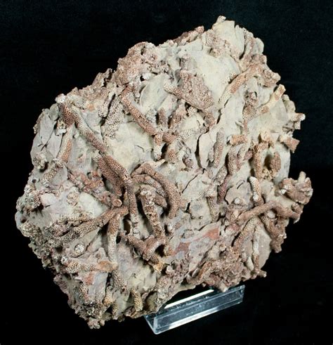 Spectacular Devonian Coral Plate From Arizona For Sale (#4044 ...