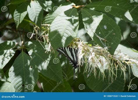 Zebra Swallowtail Butterfly Feeding Stock Photo - Image of eating ...