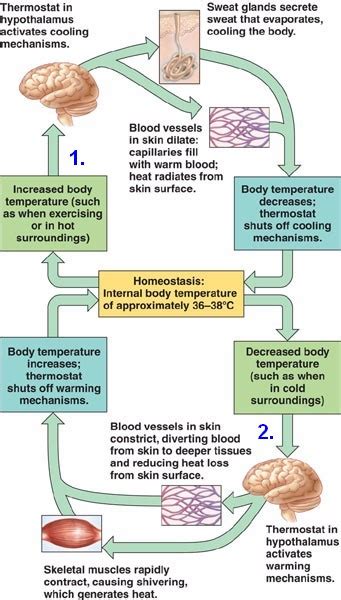 hypothalamus.html 40_21HypothalamThermostat.jpg