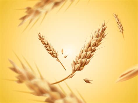 Golden wheat with yellowe background vector free download