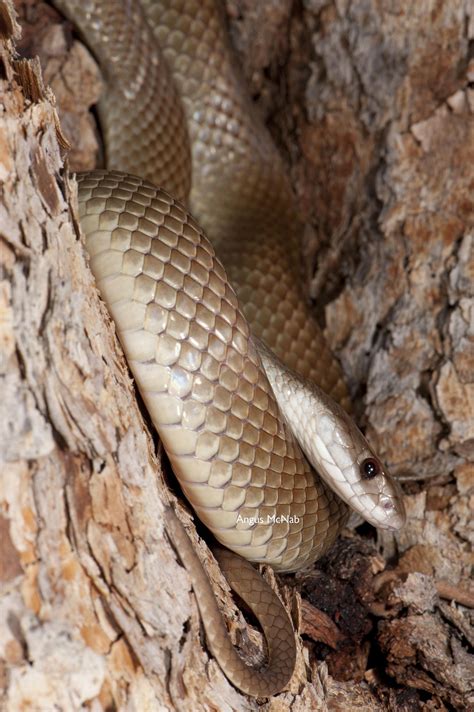 ˚Pygmy Mulga Snake (Pseudechis weigeli) Snake Breeds, All About Snakes ...