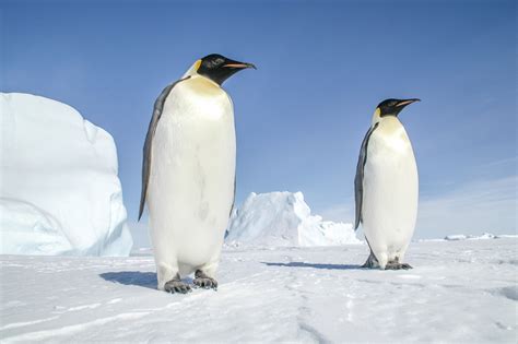 Real Emperor Penguin