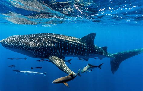 Wallpaper under water, Western Australia, Western Australia, Whale ...