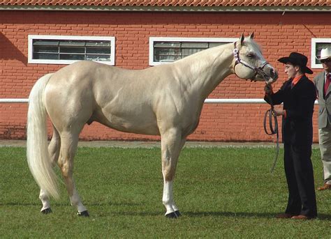 American Quarter Horse Breed Information, History, Videos, Pictures