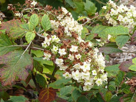 Hydrangea quercifolia (USA) – eFlora of India