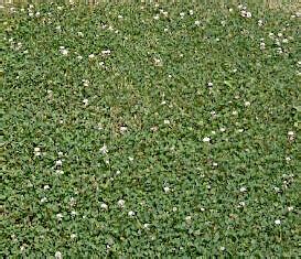 Pipolina Micro Clover Hybrid Seeds 6737 | OSC Seeds