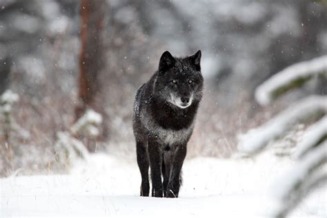 The Mystery of North America's Black Wolves