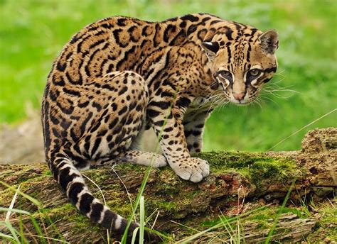 The Ocelot | Animals Lover