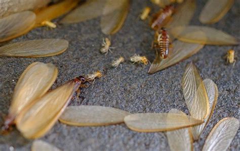 Flying Termite Swarm Outside - Goimages Web