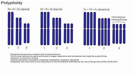 Polyploidy - YouTube