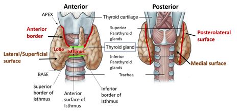 Thyroid Gland – Anatomy QA