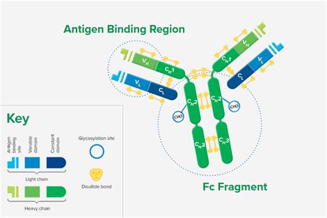 Whole IgG Secondary Antibodies - Jackson ImmunoResearch