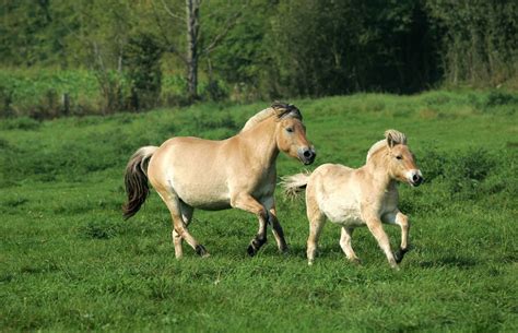 The Norwegian Fjord Horse - Life in Norway