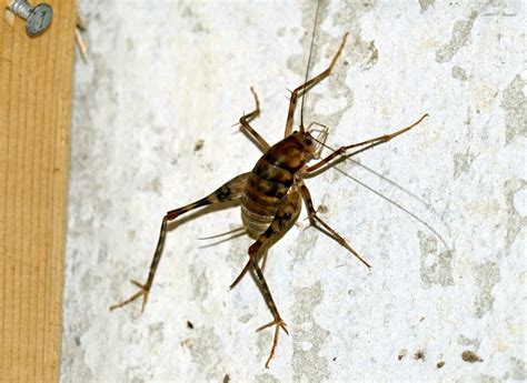 Spider crickets: The bugs you don’t want in your house this fall ...