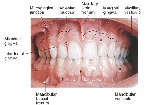 Orofacial Complex: Form and Function (Dental Anatomy, Physiology and ...