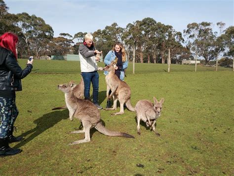 Phillip Island Wildlife Park - Animal Zoo Opening Hours & Ticket Prices