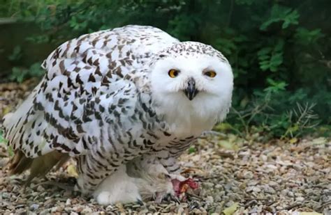 Snowy Owl - Description, Habitat, Image, Diet, and Interesting Facts