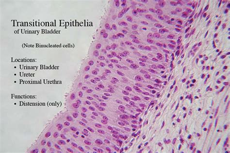 Transitional Epithelium