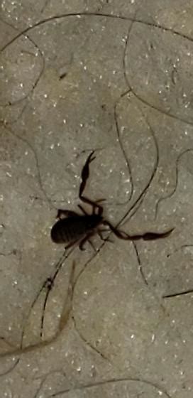 Pseudoscorpion species? - BugGuide.Net