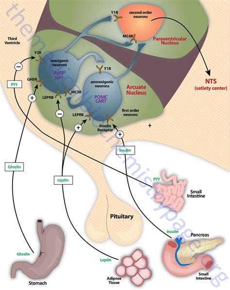 Gut-Brain Interrelationships and Control of Feeding Behavior - The ...