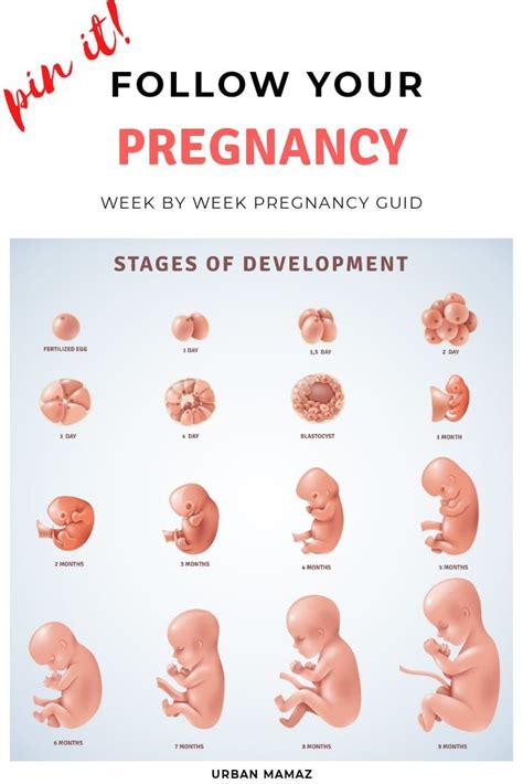 Pregnancy Week by Week Guide - PREGNANCY STAGES | Pregnancy stages ...