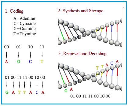 Advantages of DNA data storage,disadvantages of DNA data storage