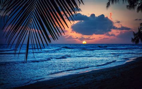 Caribbean Beach, sun, barbados, palm, bonito, sunset, trees, caribbean ...