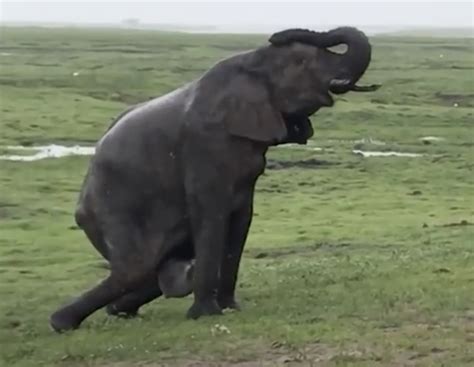 (video) Roaring Mother, Visualization and the Birth of an Elephant Calf ...