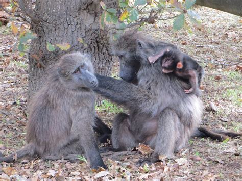 The Adventures of an Aspiring Primatologist: Chacma Baboon Behavior