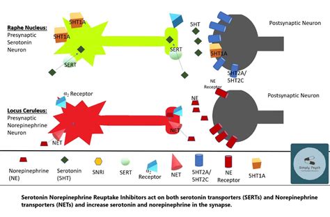 Mechanism of Action of Serotonin Norepinephrine Reuptake Inhibitors ...