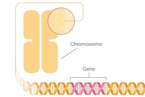 The BRCA Gene and Mutations - The IBC Network Foundation