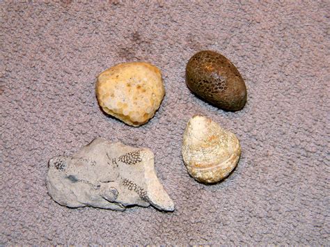 Lake Michigan Fossils by EndOfGreatness on DeviantArt