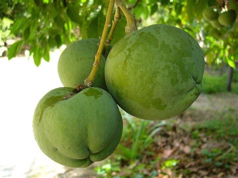 Polynesian Produce Stand : ~Cochitzapotl~ Casimiroa edulis White Sapote ...