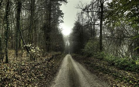 Fantastic Forest Road wallpaper | 2560x1600 | #34975