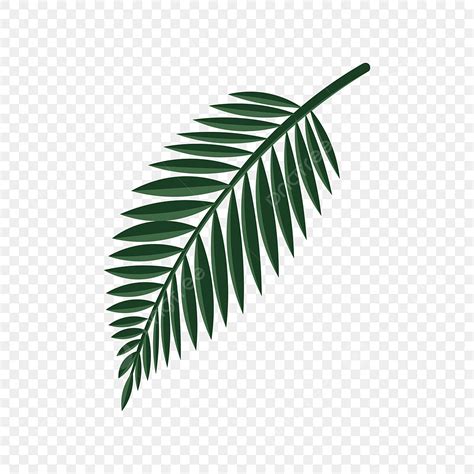 Tropical Palm Leaves Vector PNG Images, Vector Green Tropical Palm ...