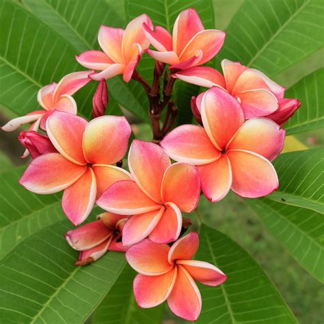 Plumeria Plant Select Rainbow (Potted) - Walmart.com - Walmart.com