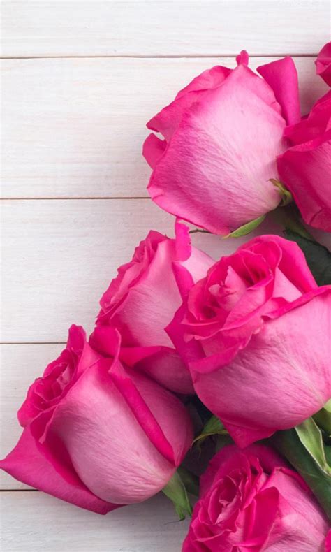 Pink Roses Wallpaper Desktop