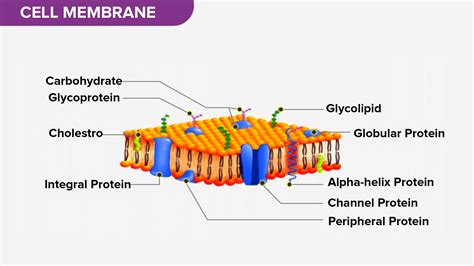 What is the function of proteins in the cell membrane?