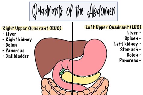 The Four Quadrants Of Abdominal Organs Anatomy Organs Abdominal Organs ...