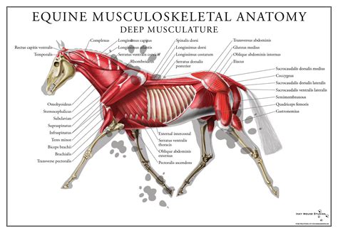 an image of a horse with muscles labeled