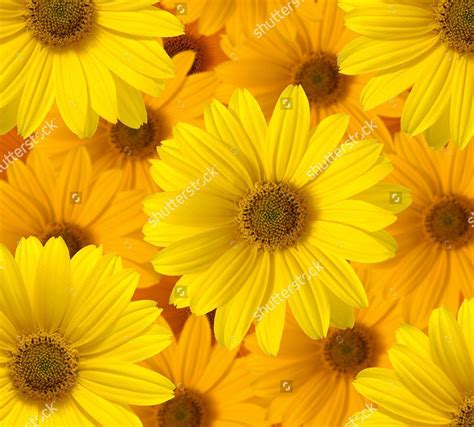 Yellow Daisy Wallpapers - Top Free Yellow Daisy Backgrounds ...