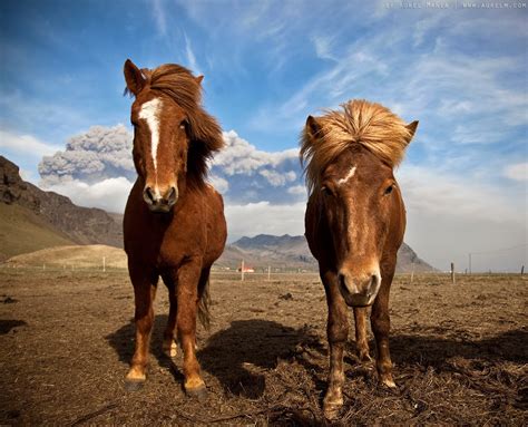 Iceland Travel and Info Guide: Icelandic horses: About the Icelandic Horse