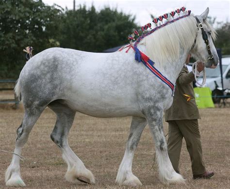 Grey Shire | Horse breeds, Horse coloring, Horse gear