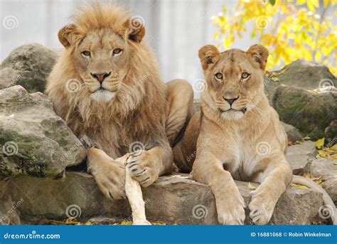 Lion couple stock photo. Image of feline, lions, look - 16881068