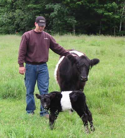 mini belted Galloway | Miniature cow breeds, Miniature cattle ...