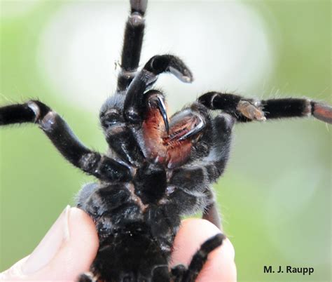 At night in the rainforest, part 4: Big fangs in the night! Costa Rican ...