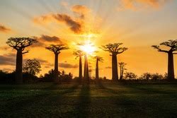 Baobab Tree at Sunset - African Landscape - Calm - Relaxing - Free ...