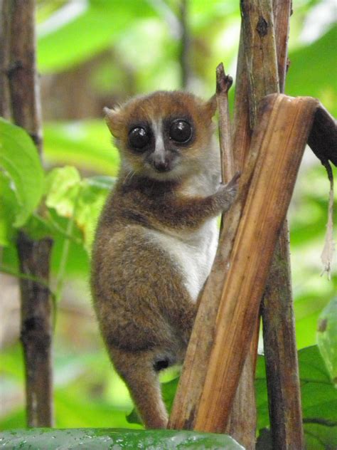 New lemur discovered in Madagascar is already a…